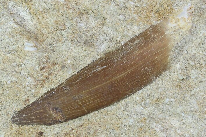 Fossil Plesiosaur (Zarafasaura) Tooth In Rock - Morocco #102079